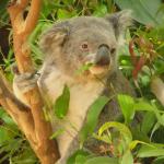 Newcastle - Blackbutt Reserve 